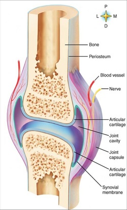 Synovial - Trevor's Anatomy Page